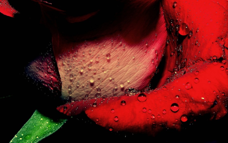 freshness, rain, drop, raindrop, nature, water, purity, beauty in nature, red, flower head, plant, leaf, macro, black background, no people, vulnerability
