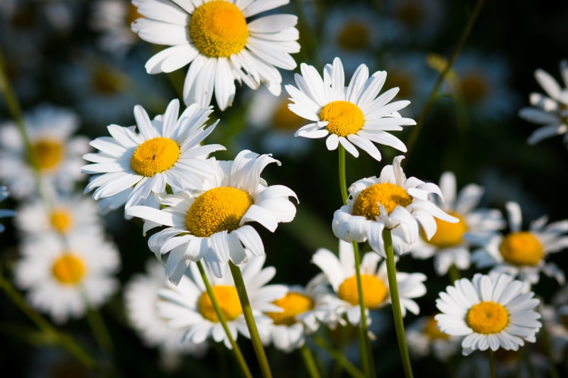 close-up, focus, chamomile Plant, meadow, flower, grass, Daisies, 5K, Duluth  fc, selective focus, plant, outdoors, white, nature, photography, springtime