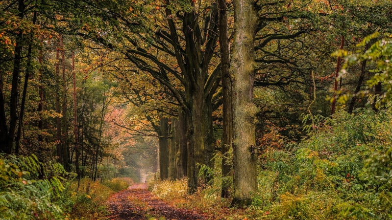 woodland, outdoors, growth, for desktop nature scenes beautiful scenery 1920x1080, land, beauty in nature, fall, change, no people, tree, environment, day