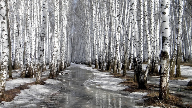 plant, woodland, growth, no people, tranquility, 1080P, cold temperature, for desktop nature scenes beautiful scenery 1920x1080, beauty in nature, snow