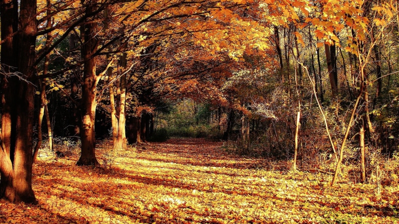 tranquil scene, for desktop nature scenes beautiful scenery 1920x1080, trail, land, scenics - nature, treelined, 1080P, outdoors, landscape, tree trunk