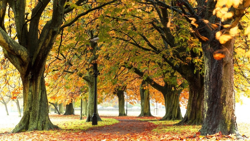 tree trunk, land, outdoors, beauty in nature, plant part, day, fall, autumn, tranquility, for desktop nature scenes beautiful scenery 1920x1080, nature