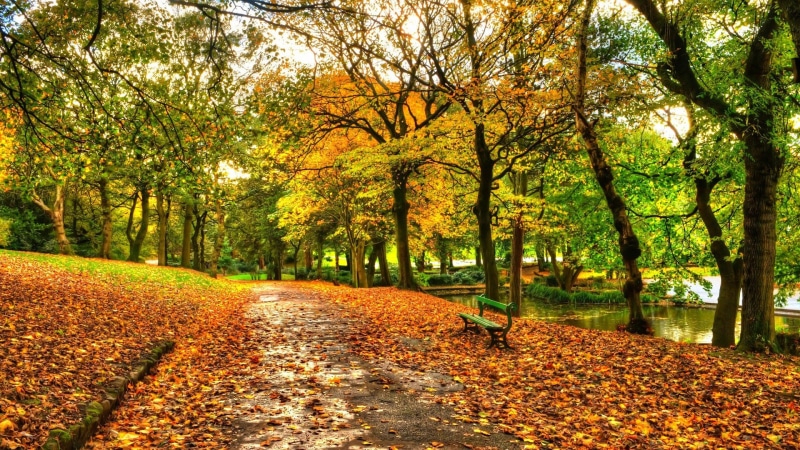 autumn collection, no people, orange color, autumn, the way forward, for desktop nature scenes beautiful scenery 1920x1080, park, tranquil scene, nature