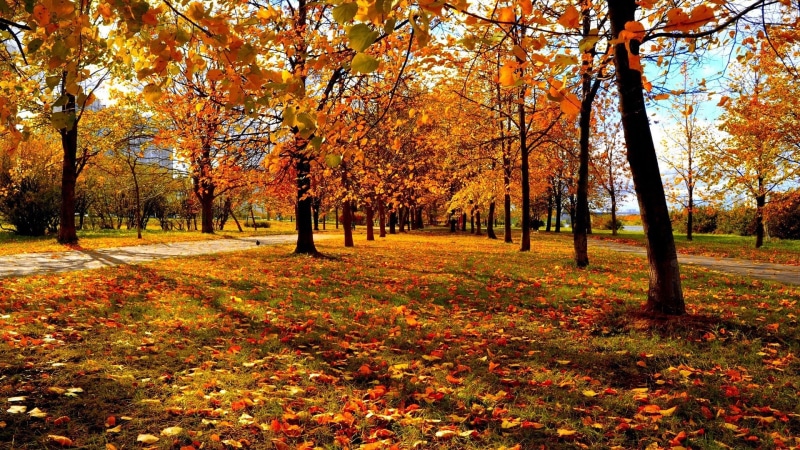 1080P, land, day, autumn collection, nature, tranquility, orange color, leaves, beauty in nature, park, plant part, growth, tranquil scene, for desktop nature scenes beautiful scenery 1920x1080