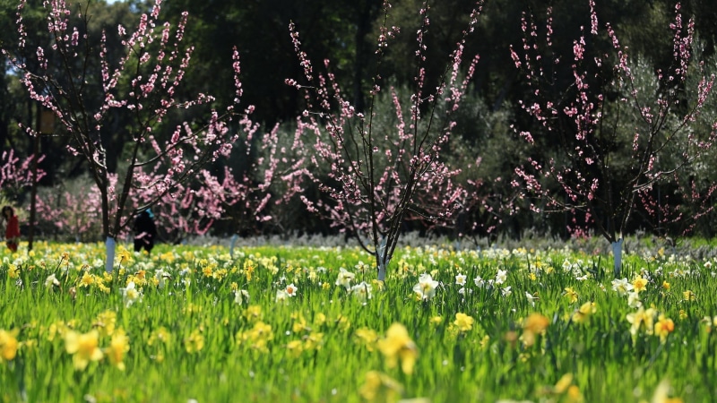 day, flower, fragility, grass, tree, flower head, nature, outdoors, flowerbed, green color, beauty in nature, for desktop nature scenes beautiful scenery 1920x1080