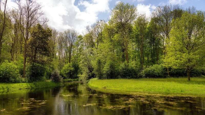 forest, sky, plant, for desktop nature scenes beautiful scenery 1920x1080, swamp, tree, cloud - sky, beauty in nature, tranquil scene, land, water, lake