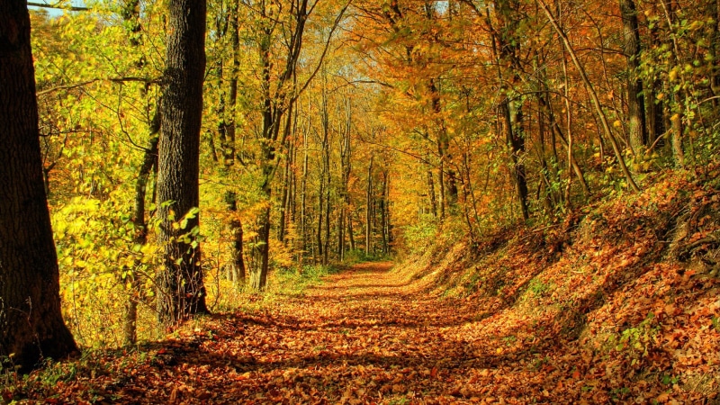 change, for desktop nature scenes beautiful scenery 1920x1080, 1080P, tree, no people, plant, beauty in nature, direction, land, tranquility, woodland
