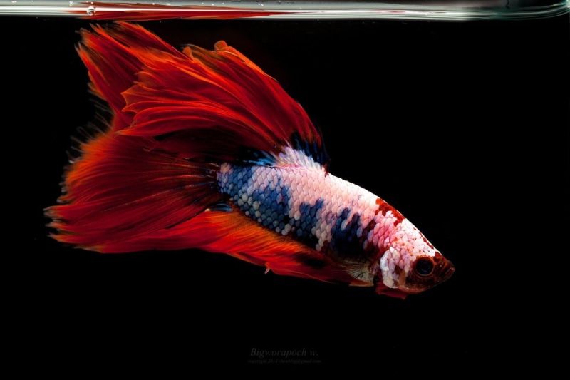 underwater, close-up, profile view, fish, animals in the wild, swimming, betta, tail fin, water, no people, red, studio shot, animal themes, marine, 720P