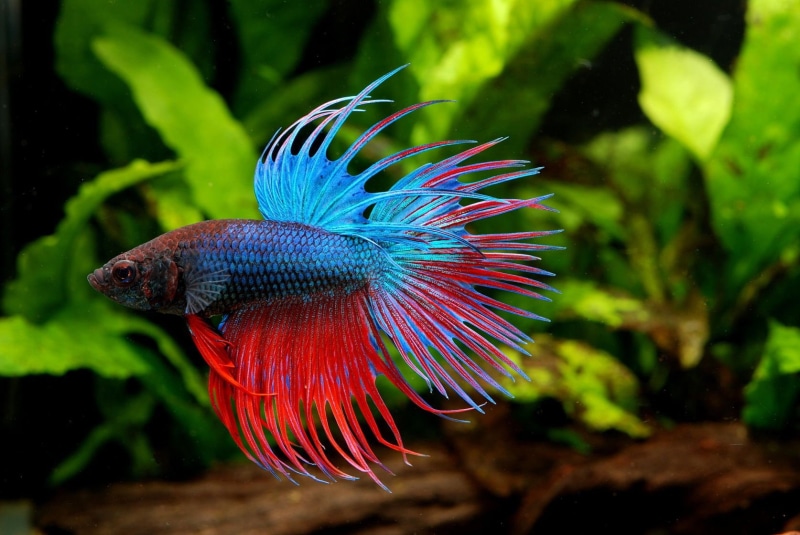 tropical, underwater, betta, Siamese, fish, psychedelic, 720P, Fighting