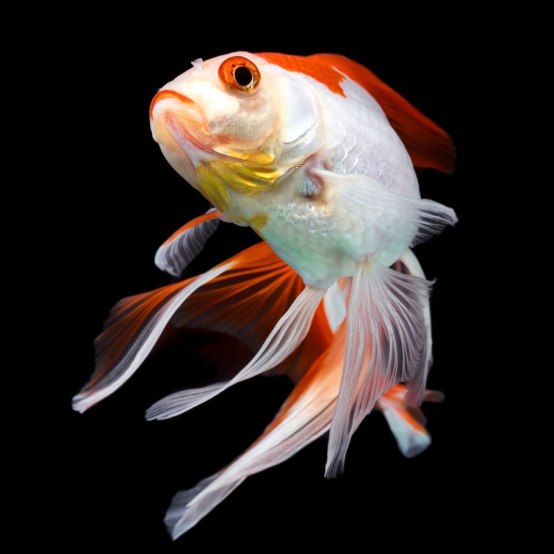 vertebrate, animals in the wild, glass - material, biology, orange color, pet, exotic, nature, animal, fish, isolated, no people, tropical, action, motion