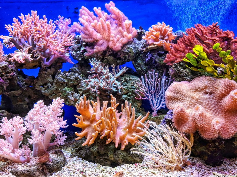 live, animals in the wild, landscape, alcyonacea, undersea, nature, fish, vertebrate, sea life, aquarium, animal themes, invertebrate, group of animals