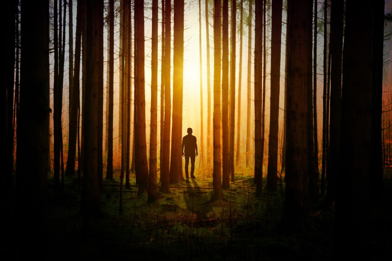 trees, golden, firs, tree, sun, man, woodland, standing, sunset, silhouette, landscape, scenics - nature, land, human, orange color, beauty in nature, tree trunk