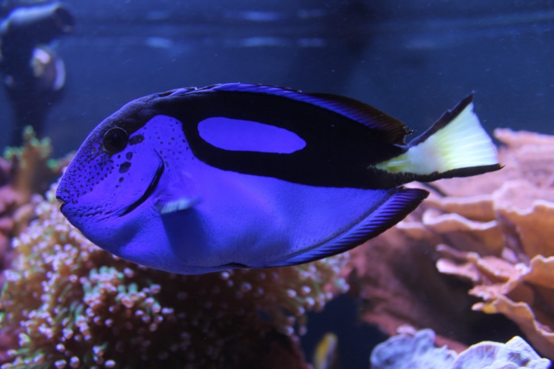 water, cartoon, reef, animal wildlife, 4K, one animal, tropical Climate, swimming, sea, multi Colored, blue, undersea, underwater, marine, animals in captivity