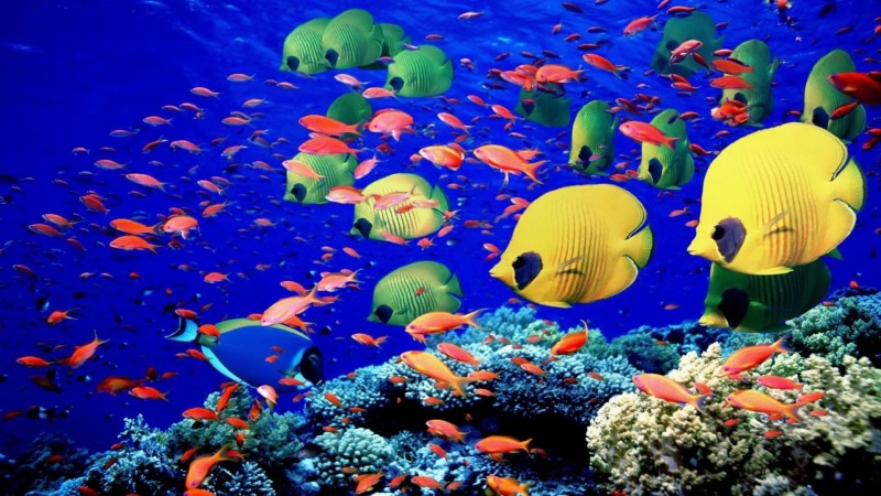 1080P, colors, animals, fishes, sea, life, underwater, Bright, Swim, Coral, Reef