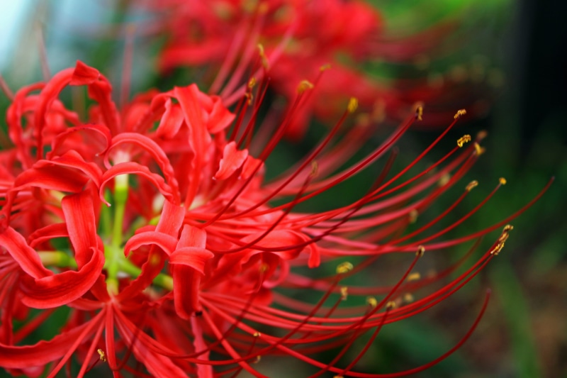 red flowers, selective focus, fragility, focus on foreground, flower, nature, plant, amaryllidaceae, close-up, spider lily, no people, macro, inflorescence