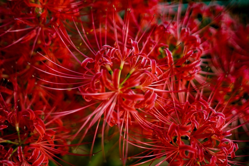 plant, natural, selective focus, amaryllis, spider lily, japan, 2K, flowering plant, amaryllidaceae, beauty in nature, fragility, botany, no people, inflorescence