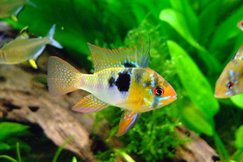 water, karpfenfisch, close-up, animal wildlife, yellow, orange, animal themes, fish tank, sea, animals in the wild, swimming, retired, 2K, no people, animal