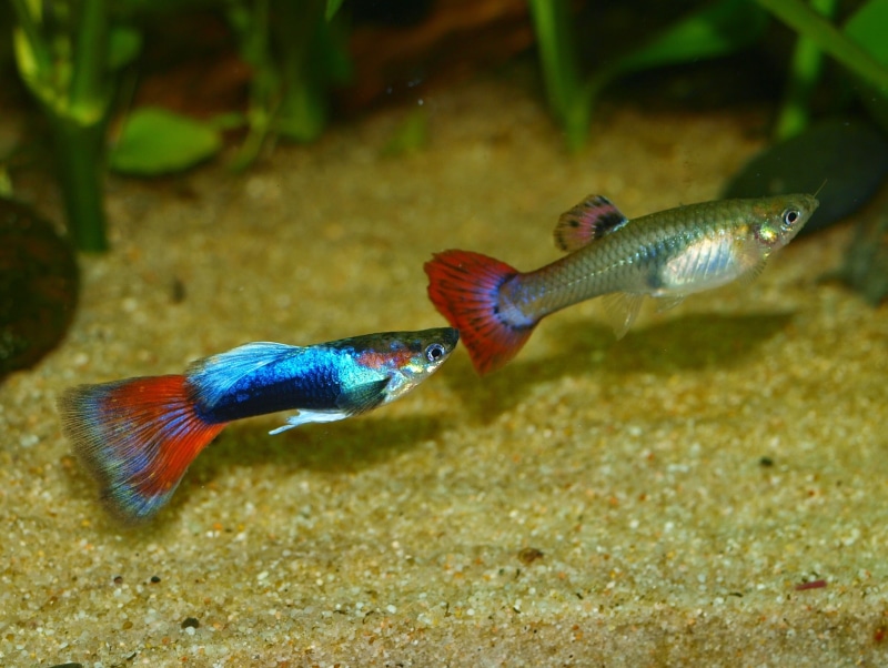 swimming, group of animals, animals in captivity, two animals, water, fresh water fish, fish, vertebrate, silver, animal, aquarium, animals, sea life, no people