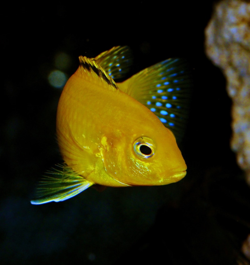 cichlid, animals in the wild, macro, caeruleus, blue, africa, african cichlid, undersea, lake malawi, water, labidochromis, sea, aquarium, animal eye, fish
