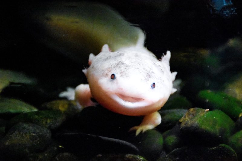 fish, animal wildlife, walking fish, sea, axolotl, aquatic, vertebrate, underwater, wildlife, natural, color, aquarium, tropical, close-up, outdoors, marine