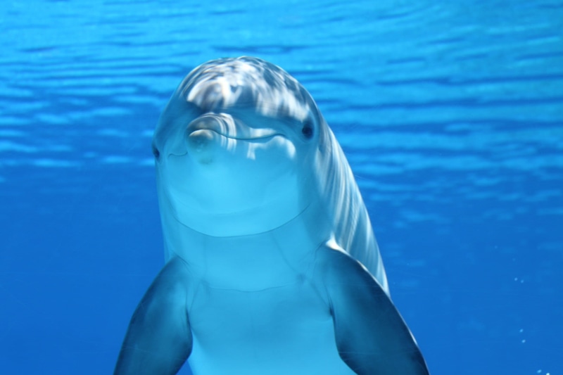 animal wildlife, animals in the wild, one animal, 1080P, nature, aquatic mammal, dolphin, close-up, wildlife, portrait, water, no people, cute, white