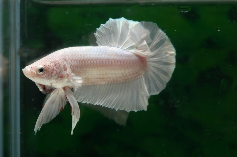 4K, water, Fish, close-up, betta, no people, sea, fish tank, sea life, aquarium, vertebrate, swimming, Betta, tank, animal themes, fish, one animal, outdoors