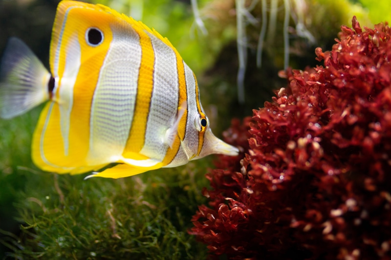 ocean, sea, white, animal, aquatic, vertebrate, environment, one animal, sea life, yellow, plant, 5K, marine, underwater, water, close-up, tropical, swimming