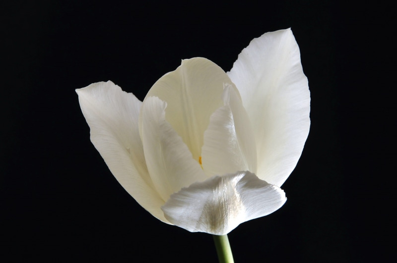close up photography, freshness, flower, black Background, single Flower, white, close, beauty In Nature, nature, macro, 1080P, petal, close-up, White Tulip