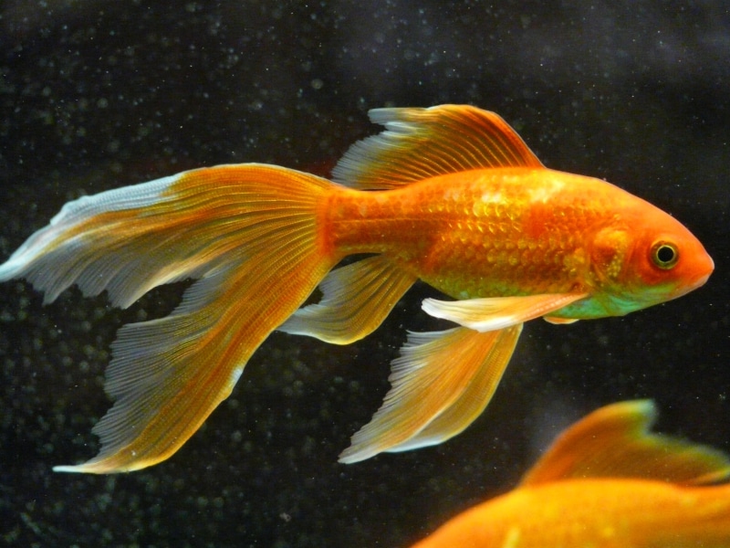 swimming, sea life, fish, sea, vertebrate, animal, no people, aquarium, karpfenfisch, close-up, tail fin, toy, nature, marine, water, pets, orange color
