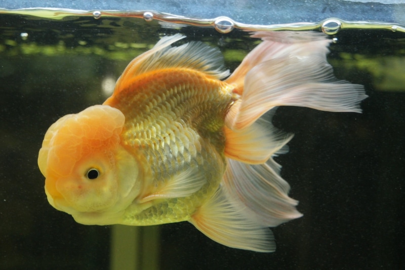 undersea, nature, oranda, animal wildlife, glass - material, animals in the wild, fish tank, animal, transparent, sea, goldfish, fish, one animal, close