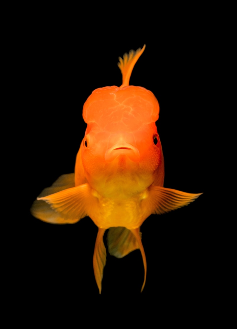 backgrounds, gold, aquarium, fish Tank, aqua, pet, goldfish, underwater, red, sea, multi Colored, animal, nature, fish, water, aquatic, fish photography