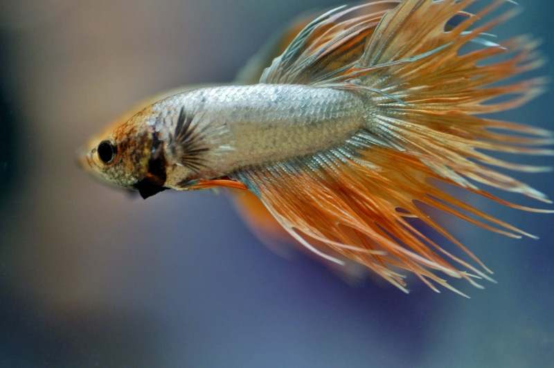 asian, vulnerability, fish, tropical, freshwater, focus on foreground, selective focus, aggressive, no people, flower, exotic, transparent, one animal