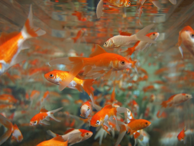 aqua, animal wildlife, gold, animal, glass, liquid, cute, small, life, pets, home, orange color, 4K, sea, sea life, carp, school of fish, tank, tail, group of animals