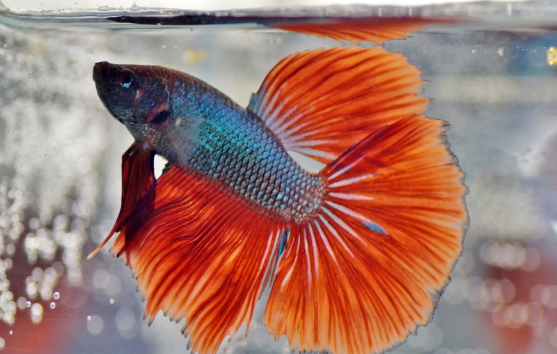 beta, freshwater, marine, animal, animals in the wild, tail fin, aquarium, close-up, focus on foreground, animal body part, underwater, blue, transparent