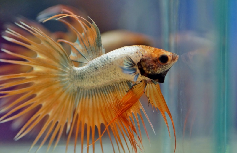 freshwater, no people, veils, betta, underwater, glass - material, vertebrate, fish, water, animals in the wild, animal, swimming, focus on foreground