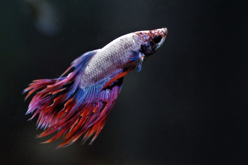 veils, red, marine, aquarium, nature, warrior, fish, close-up, gray, animal body part, tail fin, beta, indoors, swimming, vertebrate, animal, underwater
