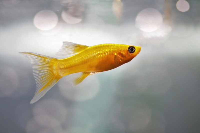 no people, marine, underwater, close-up, animal themes, gold molly, swimming, animal wildlife, poecilia sphenops, water, vertebrate, goldfish, fish, 5K