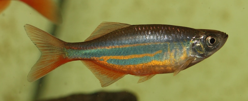 animal scale, colorful, animal wildlife, marine, side view, macro, minnow, one animal, underwater, profile view, aquarium, animal themes, focus on foreground