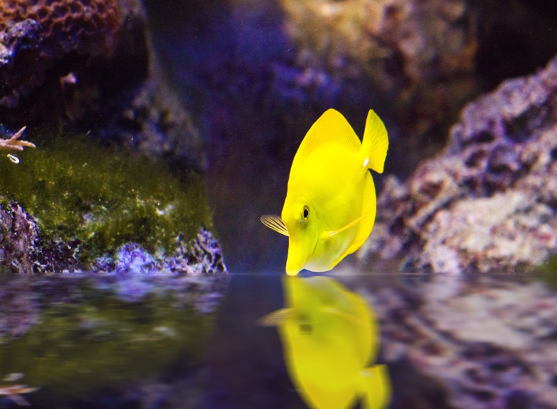 no people, animal themes, sea, fish, color, undersea, swimming, aquarium, 4K, vertebrate, swim, underwater, one animal, sea life, animal, toy, fin, animals in the wild