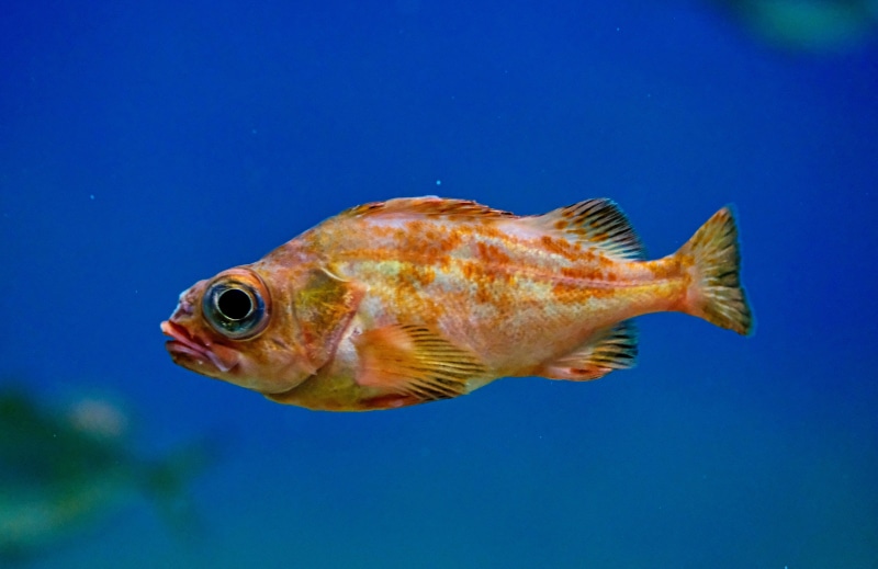 nature, algae, photography, vertebrate, plant, aquatic, amphiprion, carp, cod, full length, perch, marine, rock beauty, halibut, puffer, fish, orange, blue