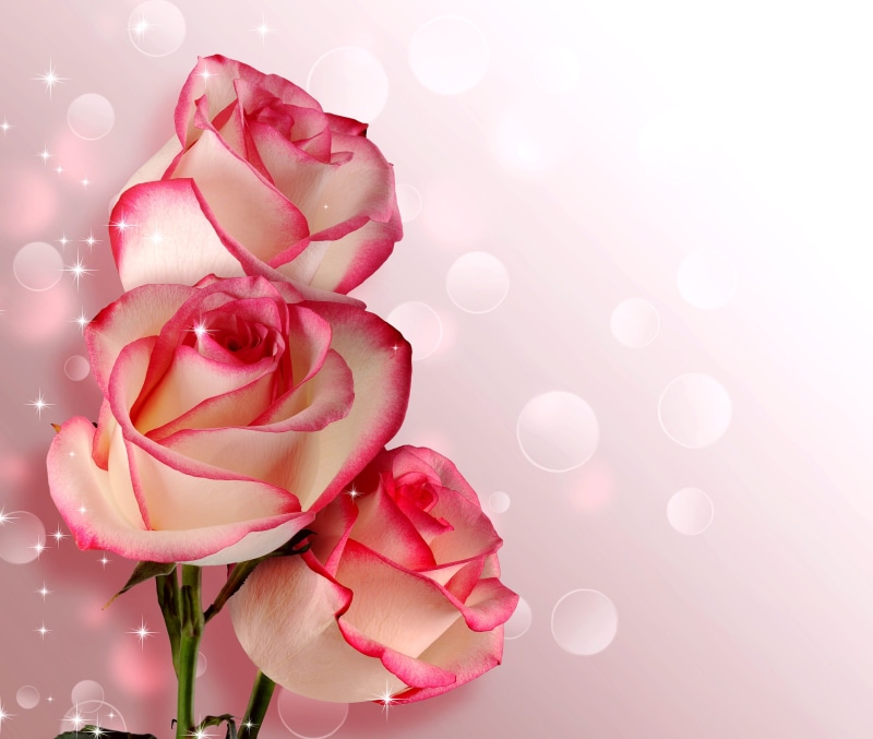 floral, bunch of flowers, petaled, rose - flower, plant, card, copy space, nature, elegant, no people, flowering plant, flower arrangement, romance, fragility
