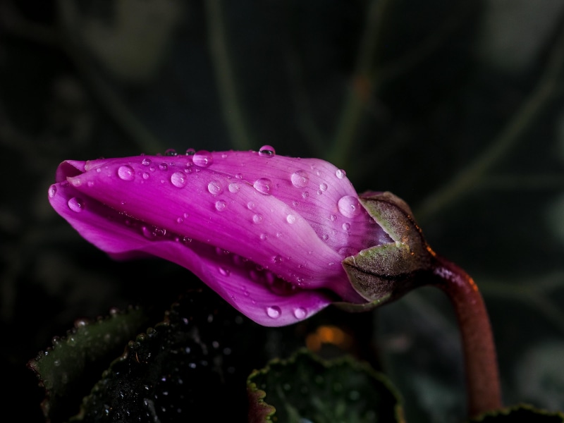 petal, photo, plant, single Flower, beauty In Nature, close-up, close, flower Head, flower, drops, nature, botany, 4K, cyclamen, pink, dew, bud