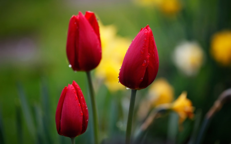 Flower, Red, Bud, Water, 2K, Drops, Tulips
