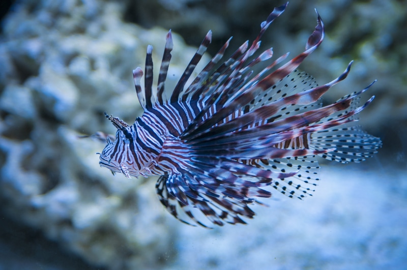 profile view, vertebrate, wildlife, nature, no people, animal wildlife, purple, white, sea, fish, underwater, pacific, animal themes, marine, swimming