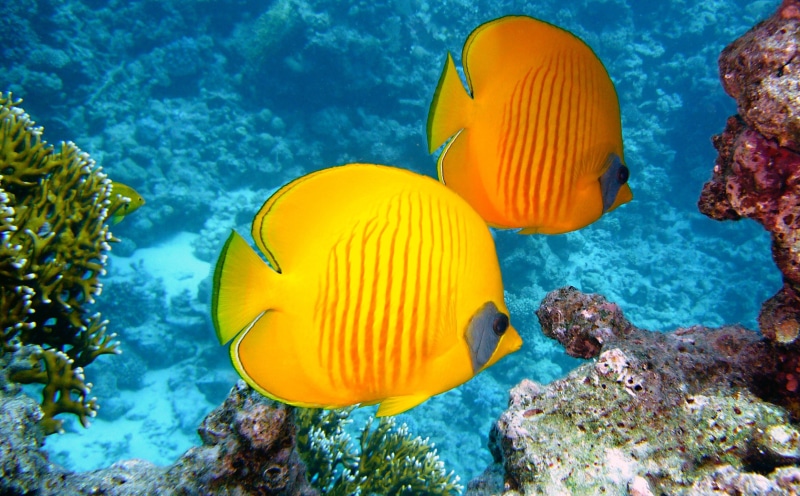 sea, profile view, multi colored, animal, zitronenfalter fish, maritime, tropical Climate, blue, 1080P, animal themes, undersea, vertebrate, swimming
