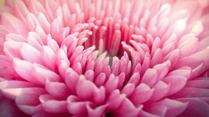 backgrounds, nature, purple, petal, bloom, plant, inflorescence, 1080P, flower, dahlia, selective focus, growth, no people, pink color, freshness, pollen