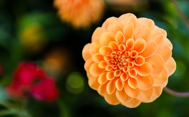 plant, petal, close-up, dahlias, outdoors, dahlia, day, flower head, freshness, 2K, nature, macro, growth, inflorescence, focus on foreground, beauty in nature