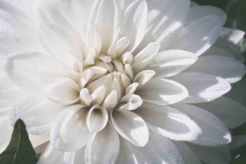 Dahlia, petal, nature, 2K, selective, flower Head, drops, Ivory, close-up, water, plant, Clemens, white, focus, Gardens, Heart, selective focus, white  flower