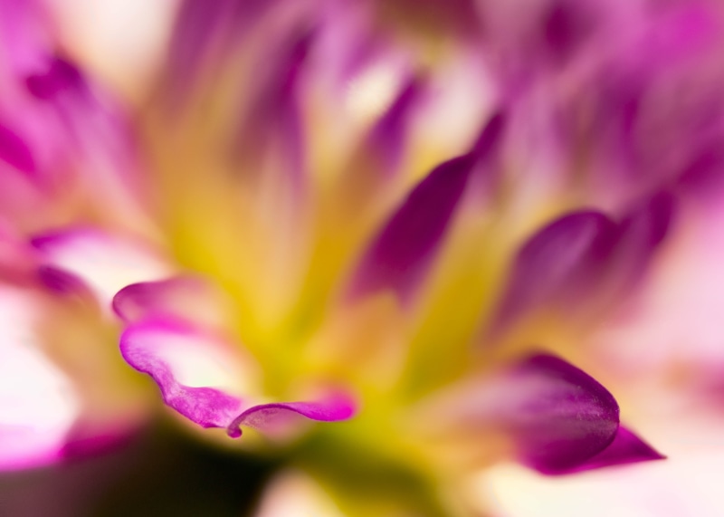 Colorado, close-up, summer, botany, closeup, flower  flower, white, macro, flower Head, petal, Denver Botanic Gardens, flowers, flower, nature, purple