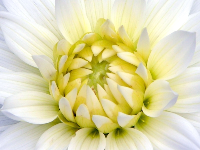 photography, flower, backgrounds, petal, blossom, white, aster, plant, 2K, flower Head, macro, white aster, macro photography, garden, close-up, Dahlia